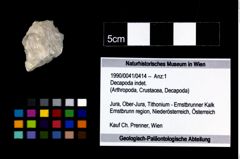 Foto (Objekt + Etikett) von Decapoda indet.  (NHMW-GEO-1990-0041-0414)